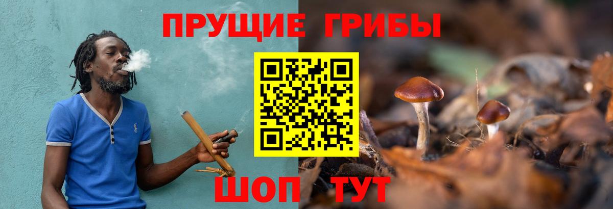 Псилоцибиновые грибы Cubensis  Вход с VPN  Котовск 